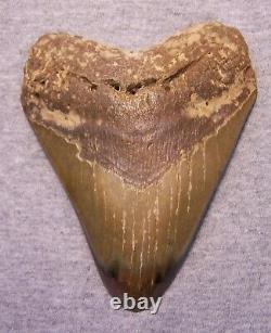 Megalodon Shark Tooth 5 3/16 Teeth Jaw Fossil Stunning Color Polished Megladon
