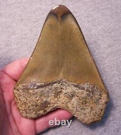 Megalodon Shark Tooth 5 3/16 Teeth Jaw Fossil Stunning Color Polished Megladon