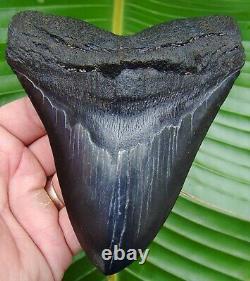 Megalodon Shark Tooth 5 & 3/16 in. REAL FOSSIL HUGE NO RESTORATION