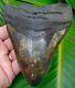 Megalodon Shark Tooth 5 & 3/16 In. Real Fossil Serrated No Restorations