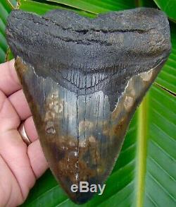 Megalodon Shark Tooth 5 & 3/16 in. REAL FOSSIL SERRATED NO RESTORATIONS