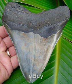 Megalodon Shark Tooth 5 & 3/16 in. REAL FOSSIL SERRATED NO RESTORATIONS