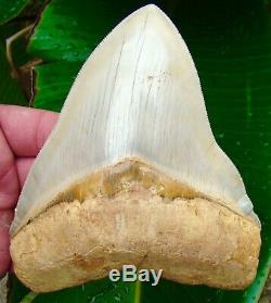 Megalodon Shark Tooth 5 & 3/4 HIGH QUALITY CHILEAN NO RESTORATIONS