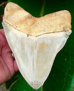 Megalodon Shark Tooth 5 & 3/4 HIGH QUALITY CHILEAN NO RESTORATIONS