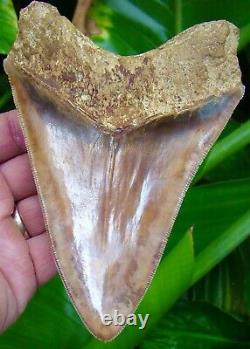 Megalodon Shark Tooth 5 & 3/4 ORANGE INDONESIAN MUSEUM GRADE