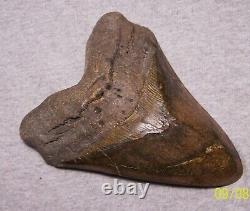 Megalodon Shark Tooth 5 3/4 Shark Teeth Giant Fossil Stunning Polished Inlay
