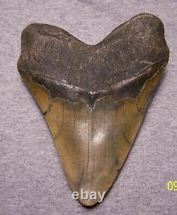 Megalodon Shark Tooth 5 3/4 Shark Teeth Giant Fossil Stunning Polished Inlay