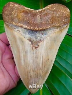 Megalodon Shark Tooth 5 & 3/4 ULTRA RARE INDONESIAN NO RESTORATIONS