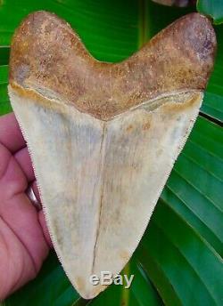 Megalodon Shark Tooth 5 & 3/4 ULTRA RARE INDONESIAN NO RESTORATIONS