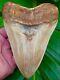 Megalodon Shark Tooth 5 & 3/4 Ultra Rare Southeast Asia No Restorations