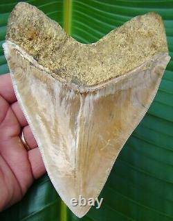 Megalodon Shark Tooth 5 & 3/4 in. BEAUTIFUL INDONESIAN ASIAN NO RESTO