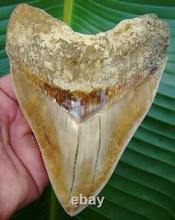 Megalodon Shark Tooth 5 & 3/4 in. BEAUTIFUL INDONESIAN ASIAN NO RESTO