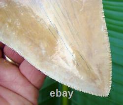 Megalodon Shark Tooth 5 & 3/4 in. BEAUTIFUL INDONESIAN ASIAN NO RESTO