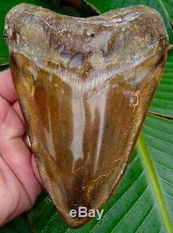 Megalodon Shark Tooth 5 & 3/4 in. ORANGE RARE REAL FOSSIL JAW