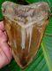 Megalodon Shark Tooth 5 & 3/4 In. Orange Rare Real Fossil Jaw