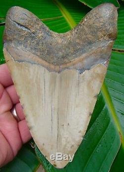 Megalodon Shark Tooth 5 & 3/4 in. ORANGE RARE REAL FOSSIL JAW