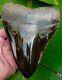 Megalodon Shark Tooth 5 & 3/4 In. Real Fossil Sharks Teeth Jaw