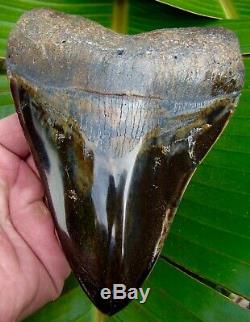 Megalodon Shark Tooth 5 & 3/4 in. REAL FOSSIL SHARKS TEETH JAW
