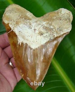 Megalodon Shark Tooth 5 & 3/4 in. RED PERUVIAN NATURAL ULTRA RARE PERU