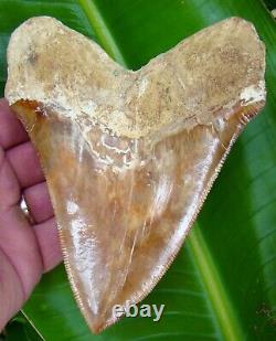 Megalodon Shark Tooth 5 & 3/4 in. RED PERUVIAN NATURAL ULTRA RARE PERU