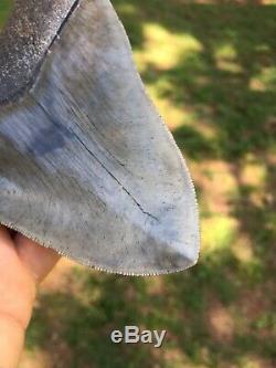 Megalodon Shark Tooth 5 & 3/8 SERRATED, SC Fossil, Real Megalodon Tooth