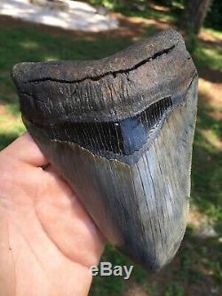 Megalodon Shark Tooth 5 & 3/8 SERRATED, SC Fossil, Real Megalodon Tooth
