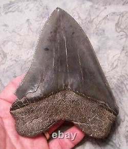 Megalodon Shark Tooth 5 3/8 Shark Teeth Extinct Jaw Fossil Serrated Megalodon