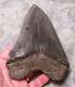 Megalodon Shark Tooth 5 3/8 Shark Teeth Extinct Jaw Fossil Serrated Megalodon