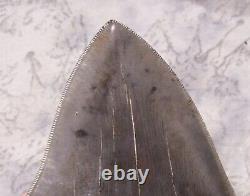 Megalodon Shark Tooth 5 3/8 Shark Teeth Extinct Jaw Fossil Serrated Megalodon