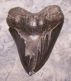 Megalodon Shark Tooth 5 3/8 Shark Teeth Extinct Jaw Fossil Serrated Megalodon