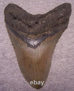 Megalodon Shark Tooth 5 3/8 Shark Teeth Serrated Fossil Massive No Repair