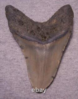 Megalodon Shark Tooth 5 3/8 Shark Teeth Serrated Fossil Massive No Repair