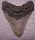 Megalodon Shark Tooth 5 3/8 Sharks Teeth Sharp Serrated Jaw Fossil No Repair