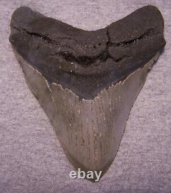 Megalodon Shark Tooth 5 3/8 Sharks Teeth Sharp Serrated Jaw Fossil No Repair