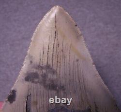 Megalodon Shark Tooth 5 3/8 Sharks Teeth Sharp Serrated Jaw Fossil No Repair