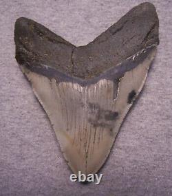 Megalodon Shark Tooth 5 3/8 Sharks Teeth Sharp Serrated Jaw Fossil No Repair