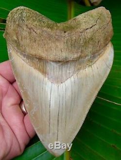 Megalodon Shark Tooth 5 & 3/8 ULTRA RARE SOUTH EAST ASIA NO RESTORATIONS