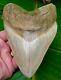 Megalodon Shark Tooth 5 & 3/8 Ultra Rare South East Asia No Restorations
