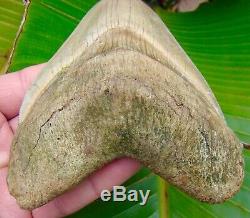 Megalodon Shark Tooth 5 & 3/8 ULTRA RARE SOUTH EAST ASIA NO RESTORATIONS