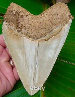 Megalodon Shark Tooth 5 & 3/8 ULTRA RARE SOUTH EAST ASIA NO RESTORATIONS