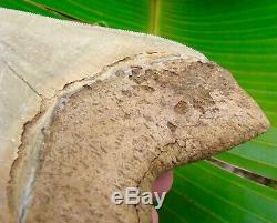 Megalodon Shark Tooth 5 & 3/8 ULTRA RARE SOUTH EAST ASIA NO RESTORATIONS