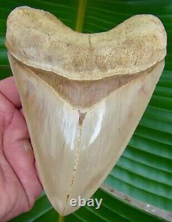 Megalodon Shark Tooth 5 & 3/8 ULTRA SERRATED INDONESIAN NO RESTORATION