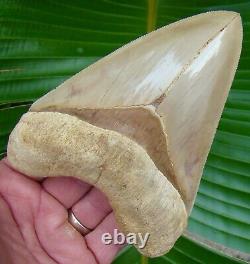 Megalodon Shark Tooth 5 & 3/8 ULTRA SERRATED INDONESIAN NO RESTORATION