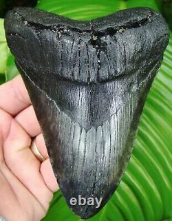 Megalodon Shark Tooth 5 & 3/8 in. REAL FOSSIL HUGE NO RESTORATION