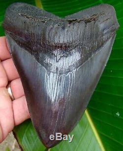 Megalodon Shark Tooth 5 & 3/8 in. REAL FOSSIL NO RESTORATIONS