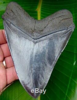 Megalodon Shark Tooth 5 & 3/8 in. REAL FOSSIL NO RESTORATIONS