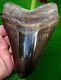 Megalodon Shark Tooth 5 & 3/8 In. Real Fossil Sharks Teeth Jaw
