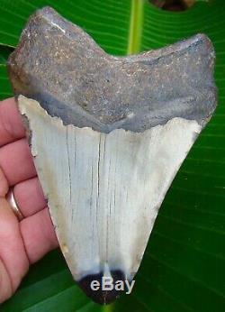 Megalodon Shark Tooth 5 & 3/8 in. REAL FOSSIL SHARKS TEETH JAW