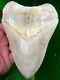 Megalodon Shark Tooth 5 & 3/8 In. Ultra Rare White Peruvian Peru