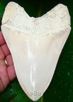 Megalodon Shark Tooth 5 & 3/8 in. ULTRA RARE WHITE PERUVIAN PERU